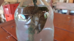 Austropotamobius torrentium