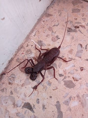 Mastigoproctus vandevenderi