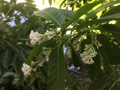Cestrum diurnum