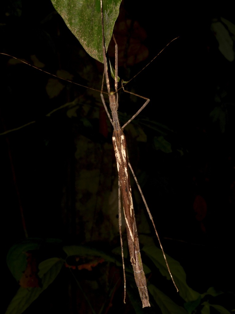 Gargantuoidea matangensis