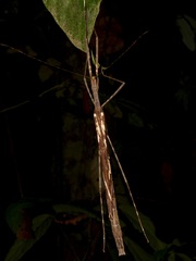 Gargantuoidea matangensis