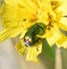 Cryptocephalus hypochaeridis