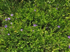 Ruellia nudiflora nudiflora