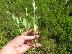 Ruellia nudiflora nudiflora