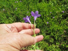 Ruellia nudiflora nudiflora