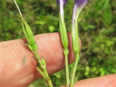 Ruellia nudiflora nudiflora