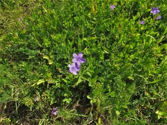 Ruellia nudiflora nudiflora