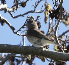 Prodotiscus regulus