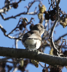 Prodotiscus regulus