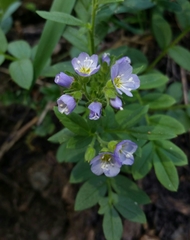 Polemonium californicum