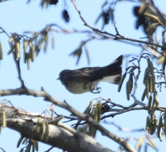 Prodotiscus regulus