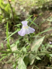 Mimulus alatus