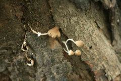 Candolleomyces tuberculatus
