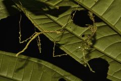 Phobaeticus foliatus