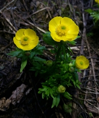 Ranunculus eschscholtzii suksdorfii