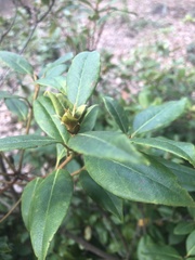 Rhododendron chapmanii