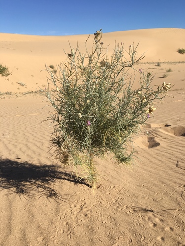 Astragalus magdalenae var. peirsonii