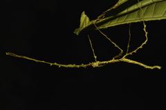 Phobaeticus foliatus