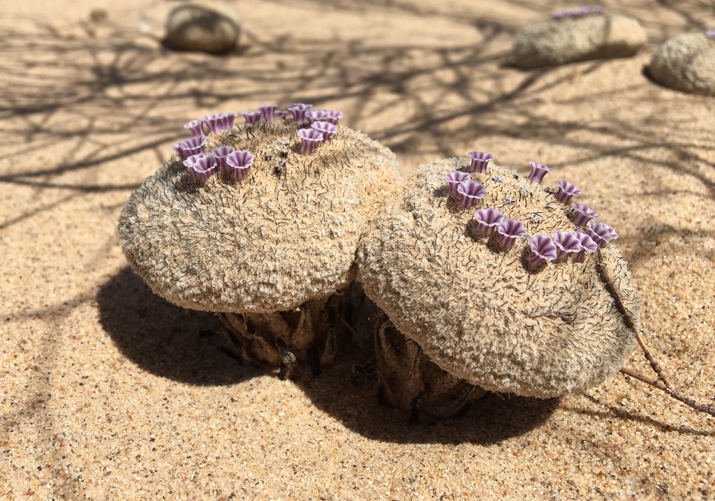 Sand Food (Pholisma sonorae)  iNaturalist