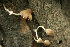 Candolleomyces tuberculatus