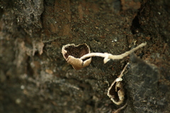 Candolleomyces tuberculatus