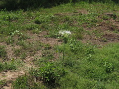 Hymenocallis occidentalis eulae