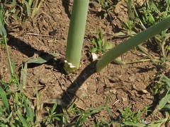 Hymenocallis occidentalis eulae