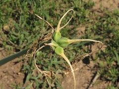 Hymenocallis occidentalis eulae