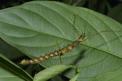 Conogalactea imponens rabaeyae