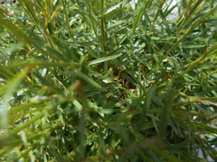 Campanula cespitosa