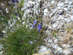 Campanula cespitosa