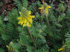 Dalea aurea
