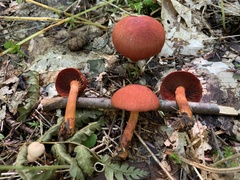 Cortinarius harrisonii
