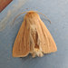 Lesser Wainscot - Photo (c) Mark D. Read, some rights reserved (CC BY-NC), uploaded by Mark D. Read