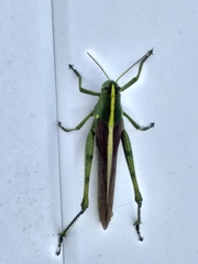 Schistocerca alutacea