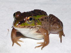 Daruma Pond Frog photo 4