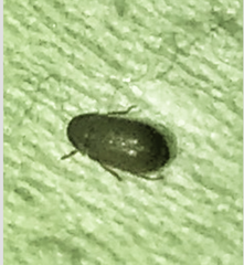Stegobium