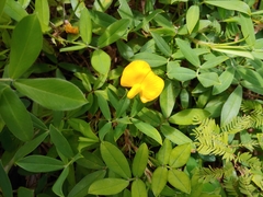Arachis glabrata