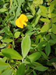 Arachis glabrata