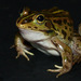 Daruma Pond Frog - Photo (c) Koolah, some rights reserved (CC BY-SA)