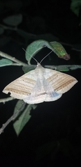 Perasia helvina