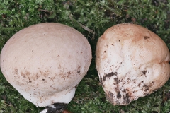 Calvatia rugosa