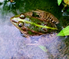 Daruma Pond Frog photo 3