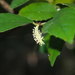 Streblus brunonianus - Photo (c) Mark Marathon, algunos derechos reservados (CC BY-SA)