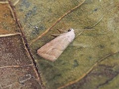 Phyllophila obliterata