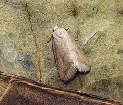 Phyllophila obliterata