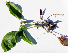 Cynoglossum germanicum