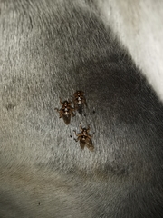 Hippobosca equina