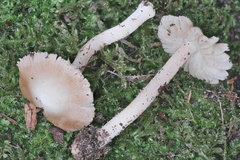 Inocybe velicopia