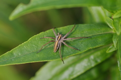 Pisaura mirabilis